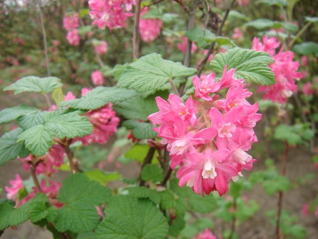 Ribes sanguineum (2)